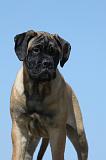 BULLMASTIFF 351